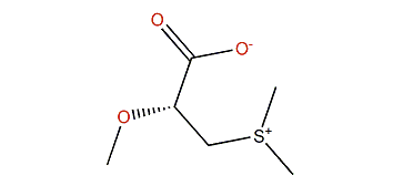 (R)-3-Dimethylsulfonio 2-methoxypropanoate